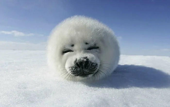 Why are seals known as clowns?
